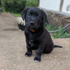 adoptable Dog in vail, AZ named Duncan