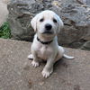 adoptable Dog in vail, AZ named Enzo