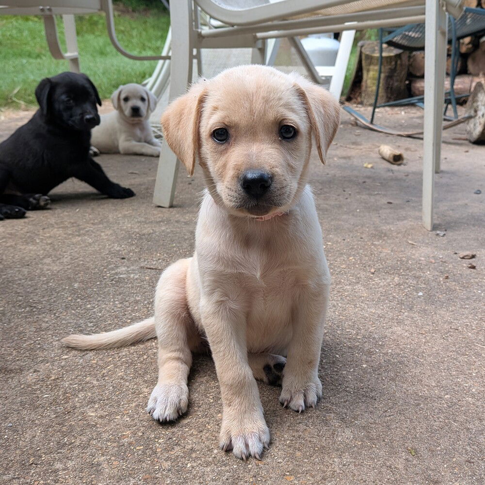adoptable Dog in Vail, AZ named Grace
