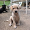 adoptable Dog in vail, AZ named Grace