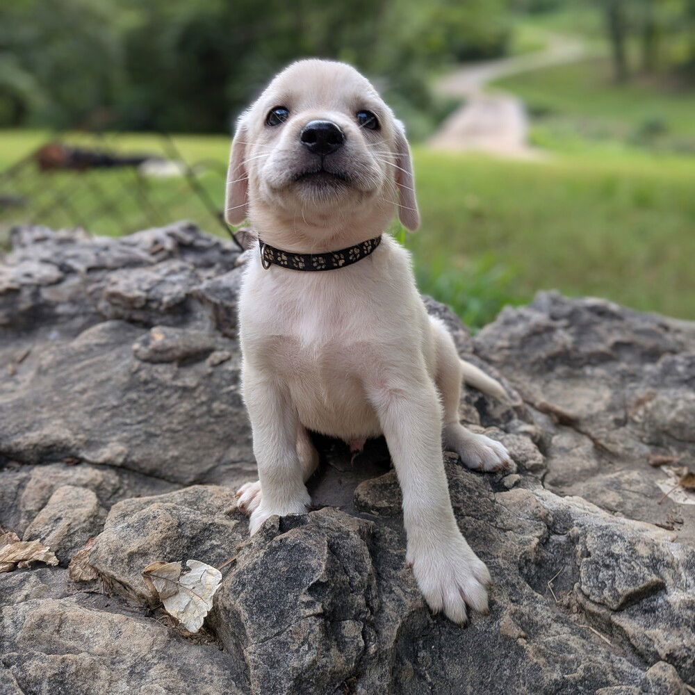adoptable Dog in Vail, AZ named Legend