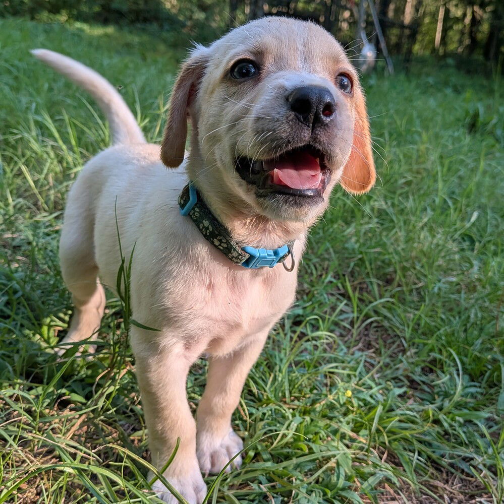 adoptable Dog in Vail, AZ named Banner