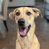 adoptable Dog in  named Nique