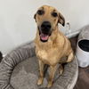 adoptable Dog in  named Walley