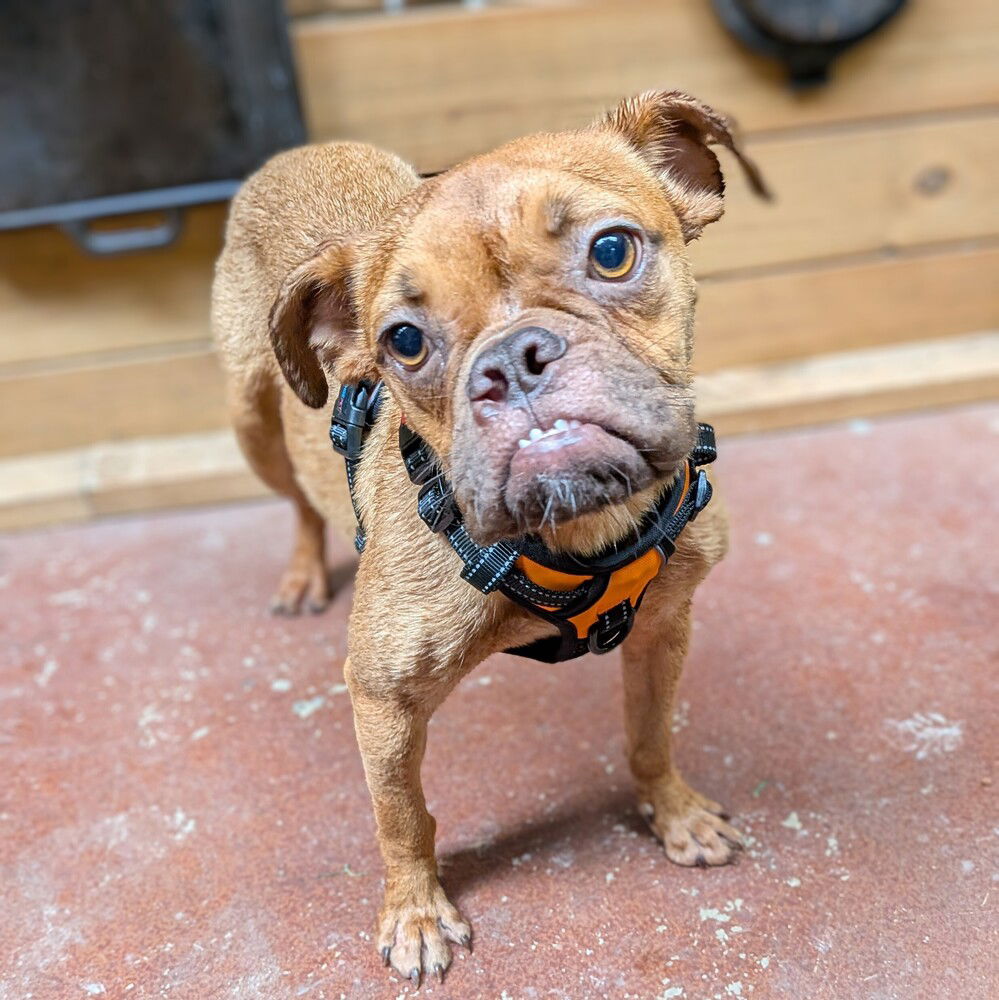 adoptable Dog in Vail, AZ named Truli