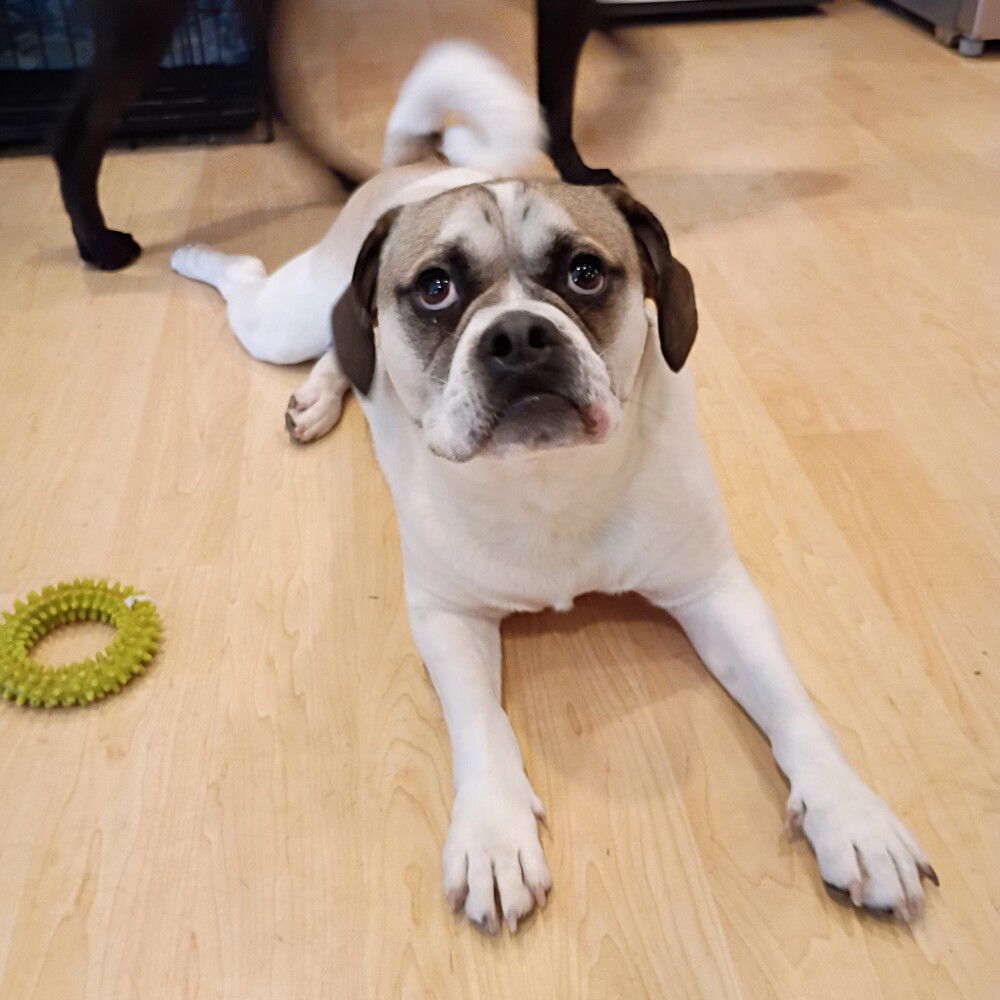 adoptable Dog in Vail, AZ named Quasi