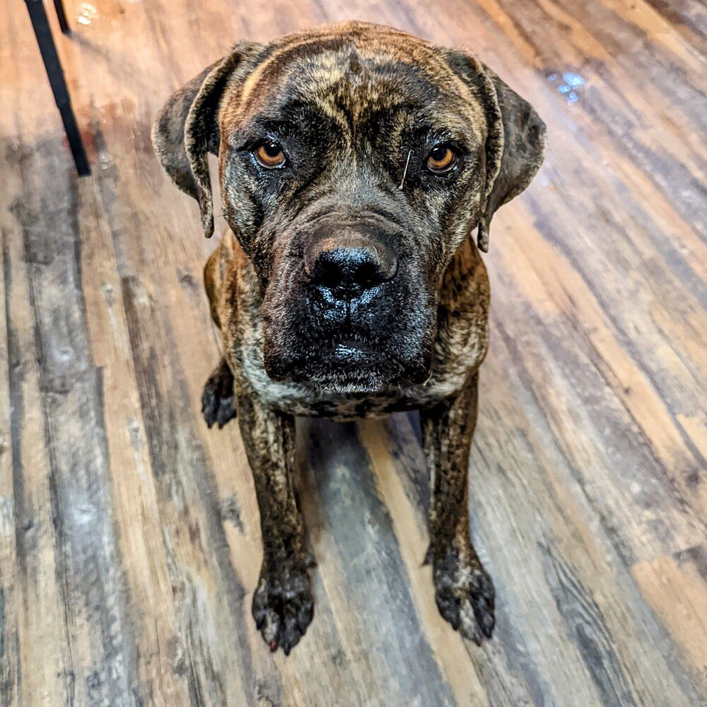 adoptable Dog in Vail, AZ named Karma