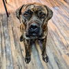 adoptable Dog in vail, AZ named Karma