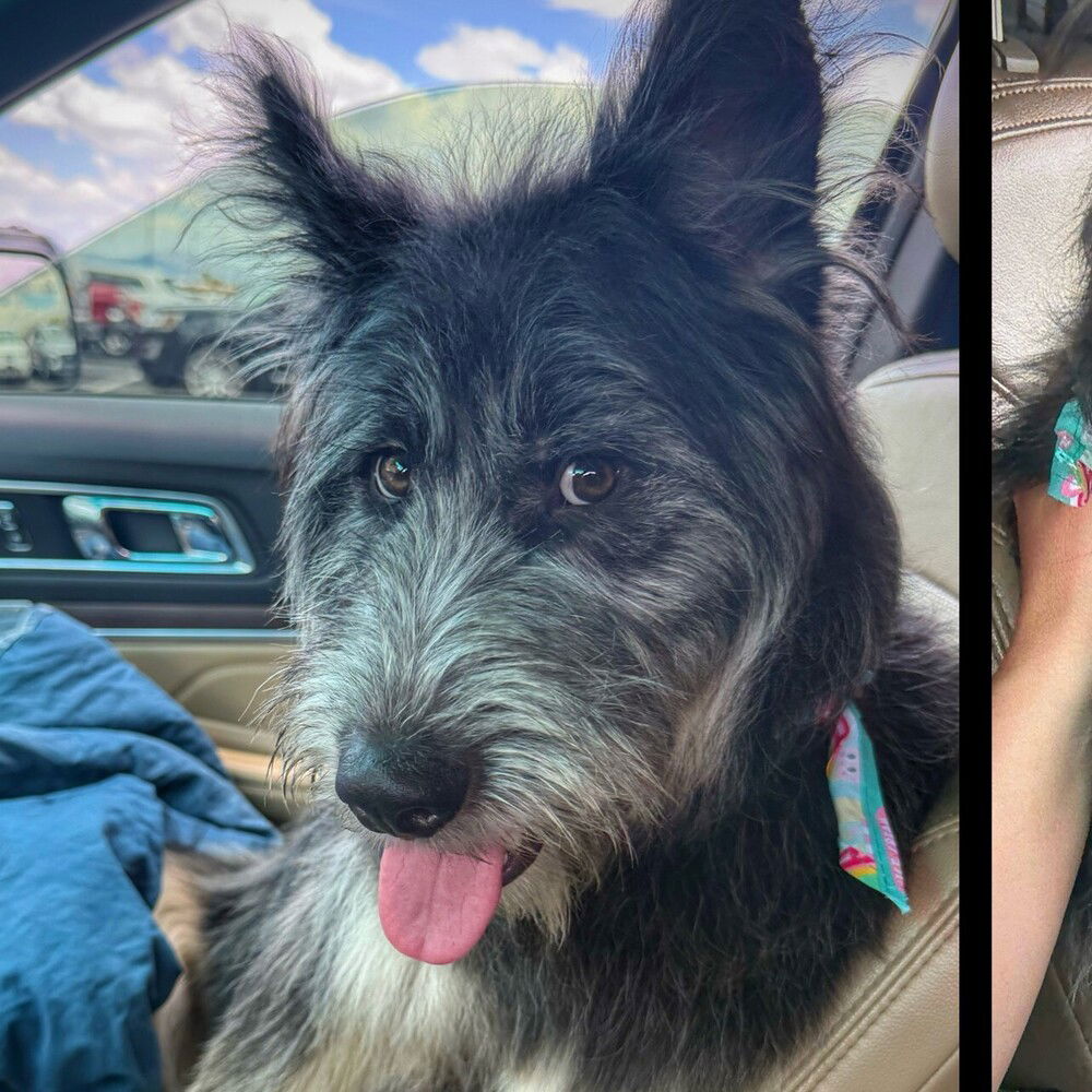 adoptable Dog in Vail, AZ named Simon