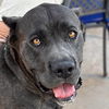 adoptable Dog in  named Bane