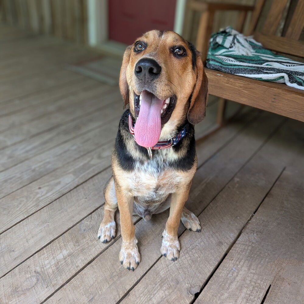 adoptable Dog in Vail, AZ named Walker