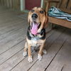 adoptable Dog in  named Walker