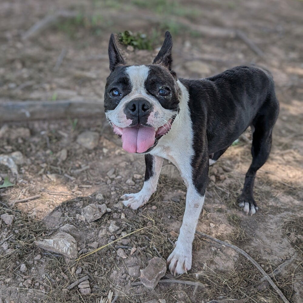 adoptable Dog in Vail, AZ named Bennet