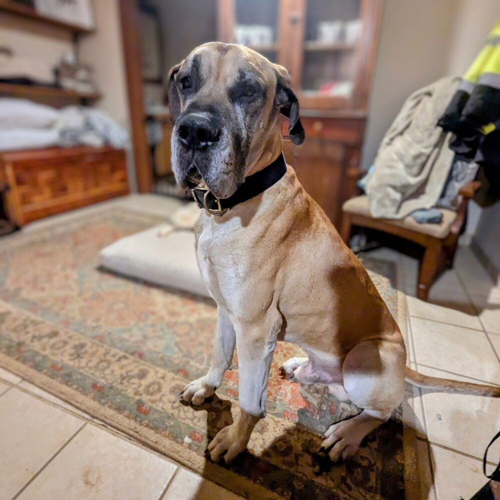 adoptable Dog in Vail, AZ named Duke