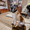 adoptable Dog in vail, AZ named Duke