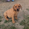 adoptable Dog in , AZ named Lady