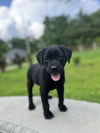 adoptable Dog in  named Ink