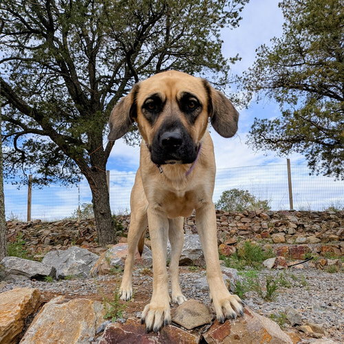 picture of the dog needing adoption