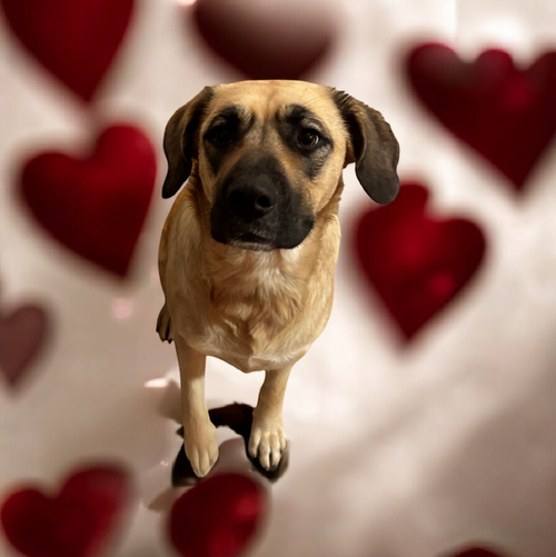 HONEY - Mastiff available for adoption