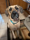 Honey - Photo 4