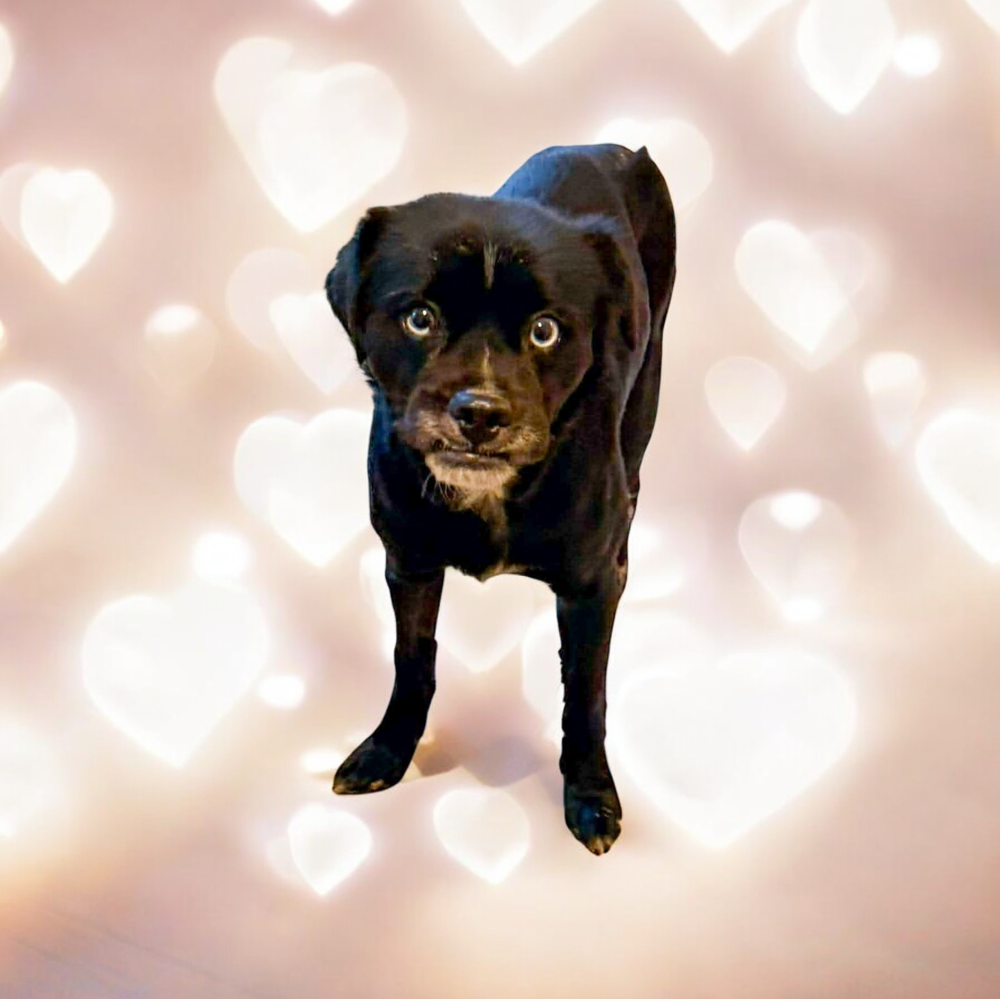 Emmett Image