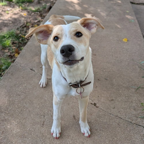 Cindy Lou, an adoptable Boxer in Vail, AZ