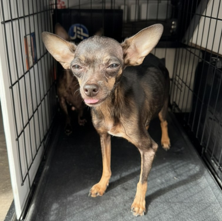 Chihuahua