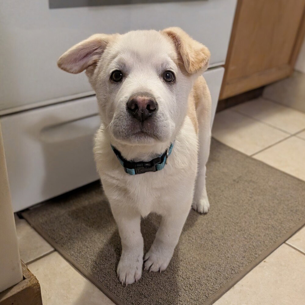 Tucker