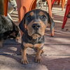 Trooper - Photo 3
