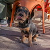 Trooper - Photo 4