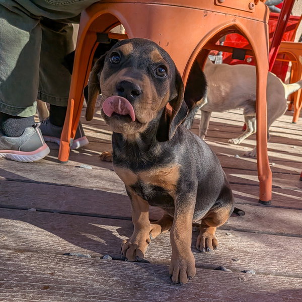 Trooper