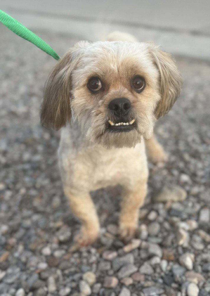 Shih Tzu
