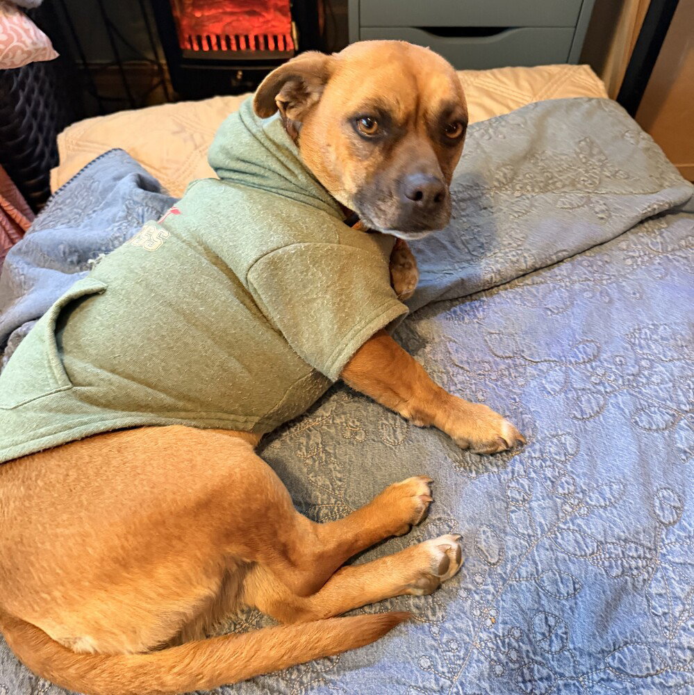 Chihuahua
