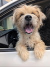 Roofus - Photo 2