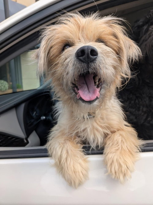 ROOFUS - Terrier available for adoption