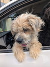 Roofus - Photo 3