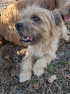Roofus - Photo 4