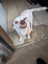 Archie - Photo 4