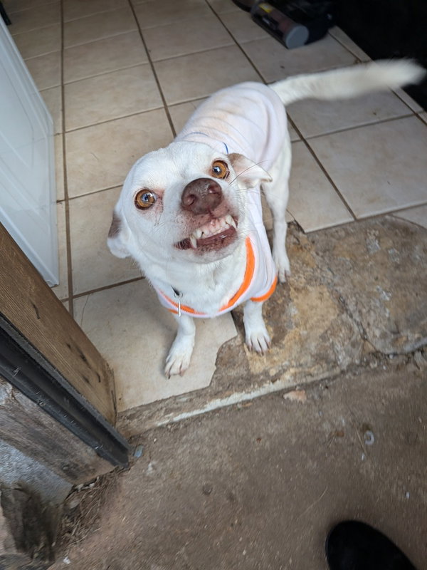 Archie