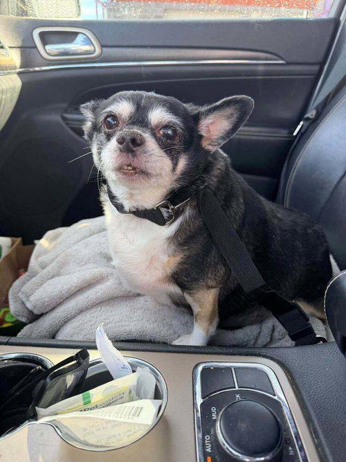 GUSTY - Chihuahua available for adoption