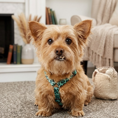 TOGA - Yorkshire Terrier Yorkie available for adoption
