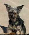Bramble - Photo 2