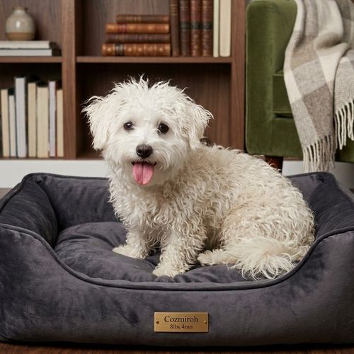 COZMIROH (COZI) - Poodle (unknown type) available for adoption