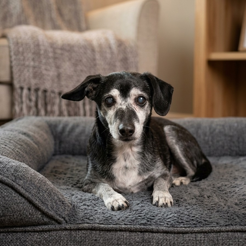 FRICK - Dachshund / Chihuahua available for adoption