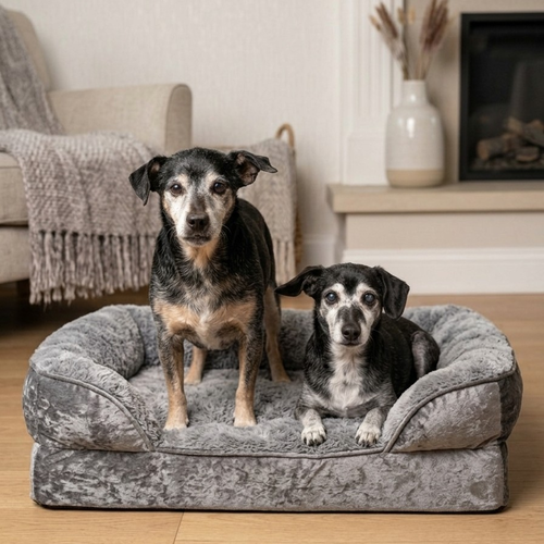 FRICK - Dachshund / Chihuahua available for adoption