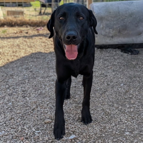 LEVI - Labrador Retriever available for adoption