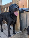 Levi - Photo 2