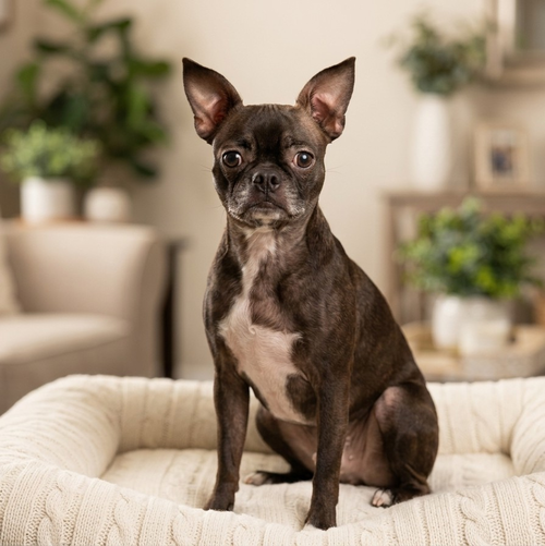 picture of the dog needing adoption