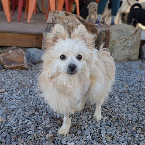 Simba, an adoptable Pomeranian in Vail, AZ