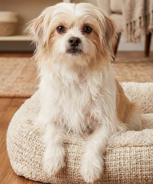 Kutter, an adoptable Terrier in Vail, AZ